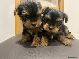 Yorkshire Terrier dogs READY TO GO- Pedigree Yorkshire Terriers - Advert 4