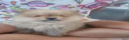 Pomeranian dogs for sale: True teddy face pom in Ashford - Advert 6