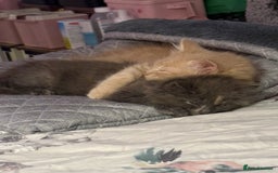 Norwegian Forest Cat cats for sale: Norwegian Forest Cat X Scottish Straight Kittens - Image 8