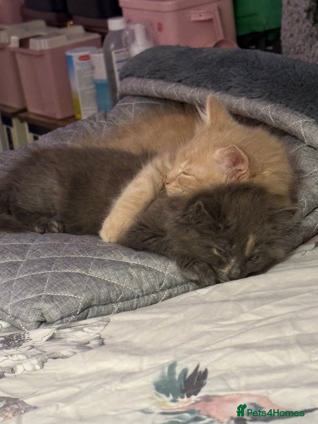 Norwegian Forest Cat cats for sale: Norwegian Forest Cat X Scottish Straight Kittens - Image 8