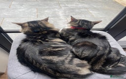 Mixed Breed cats for sale: Beautiful brothers  - Image 7