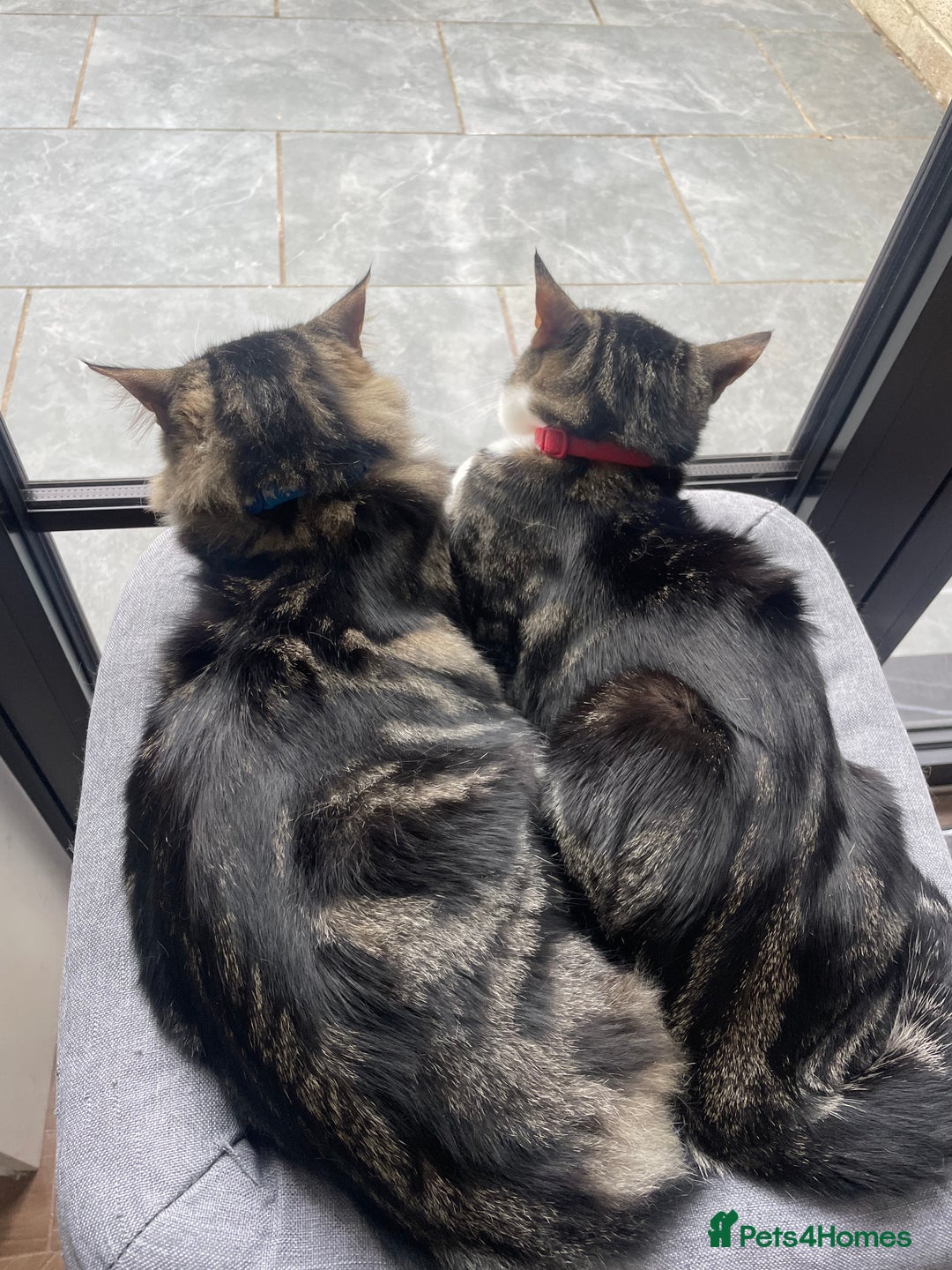 Mixed Breed cats for sale: Beautiful brothers  - Image 7