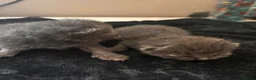 British Shorthair cats for sale: British shorthair kittens  - Advert 16
