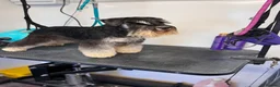 Miniature Schnauzer dogs for stud: 🏆 Crufts Placed, Stud Book Number, DNA Clear  in Cambridge - Advert 11