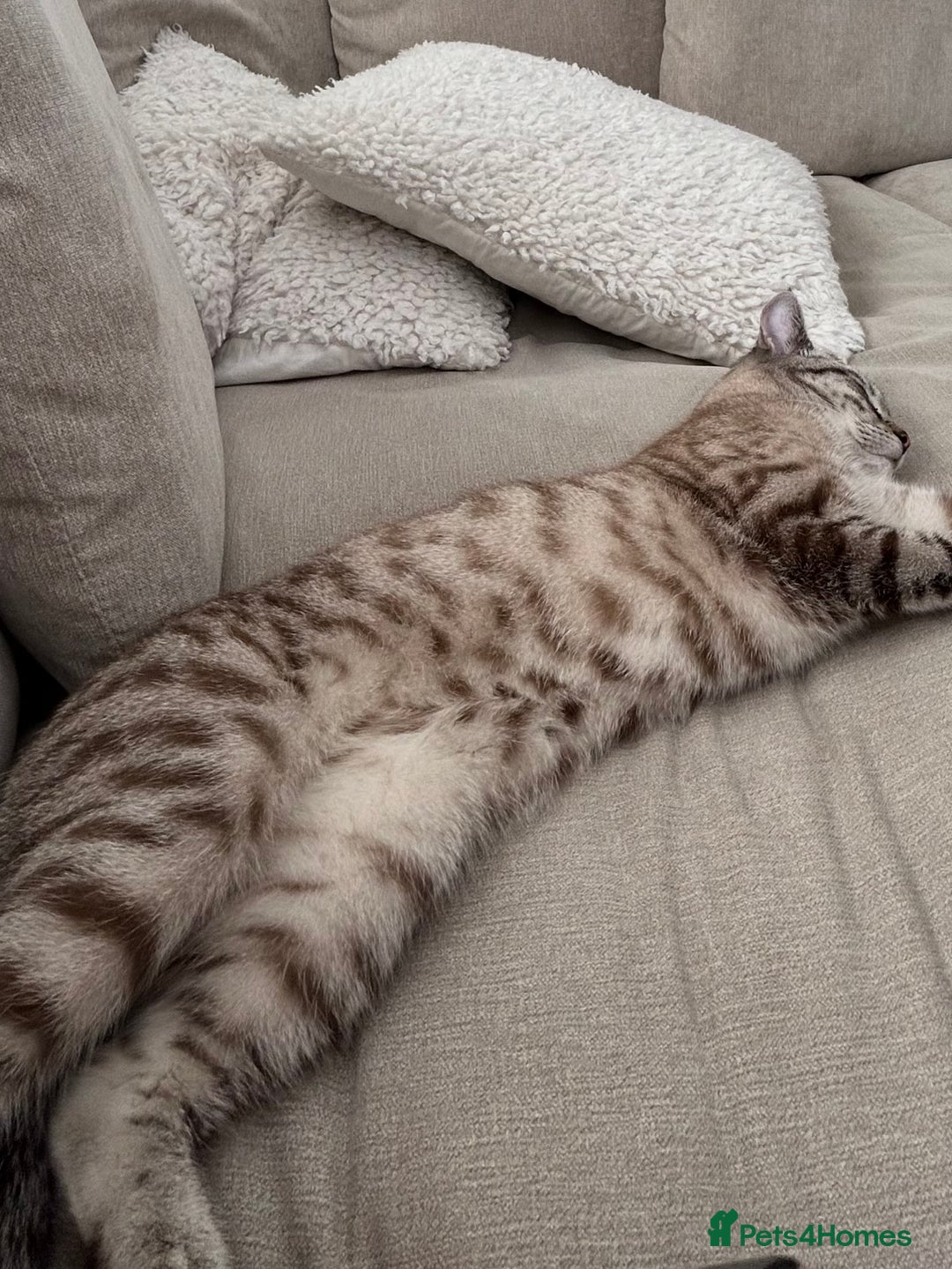 Mixed Breed cats for sale: Female cat - unsure of breed  - Advert 1