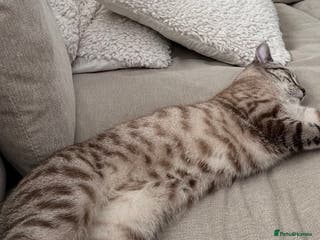 Mixed Breed cats Female cat - unsure of breed - Advert 1