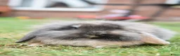 Netherland Dwarf rabbits for sale: ⭐️ Baby rabbits looking for new home ⭐️ - Advert 2