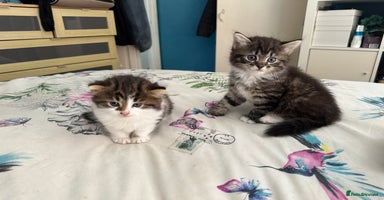 British Longhair cats - Advert 2
