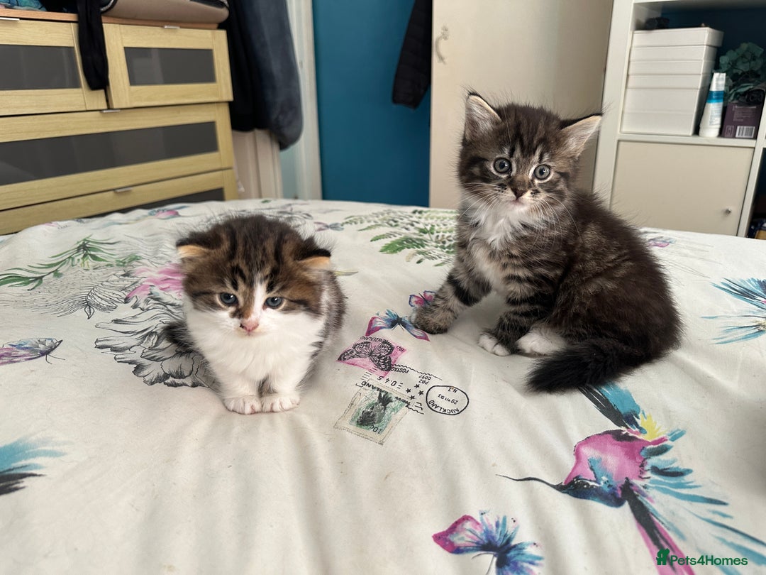 British Longhair cats for sale: Ready Now!! Beautiful BLH Kittens 💜🐾 - Image 3