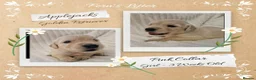 Golden Retriever dogs for sale: Quality Golden Retriever Puppies - Advert 1
