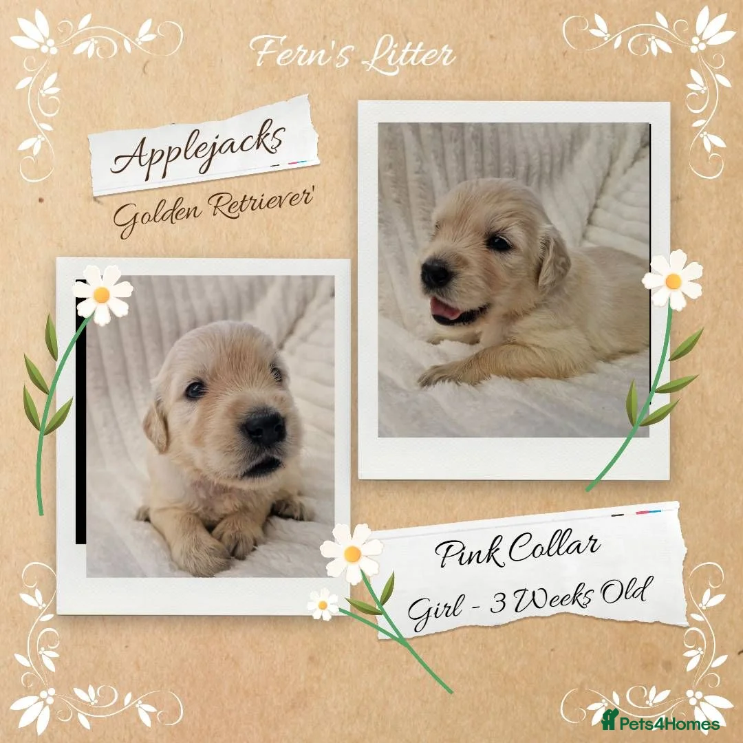 Golden Retriever dogs for sale: Quality Golden Retriever Puppies - Advert 1