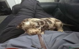 Cocker Spaniel dogs for sale: Cocker spaniels for sale  - Image 2