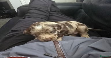 Cocker Spaniel dogs - Advert 8