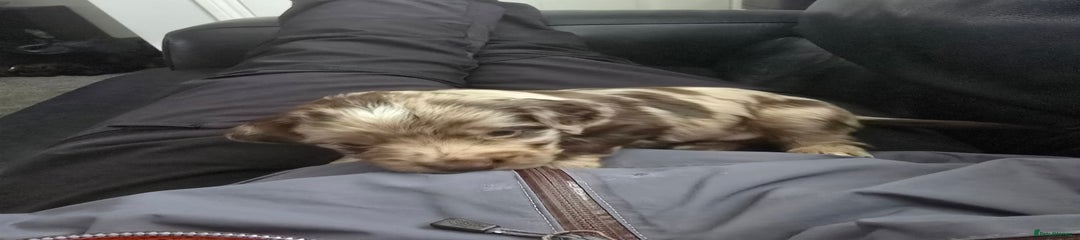 Cocker Spaniel Puppy 1