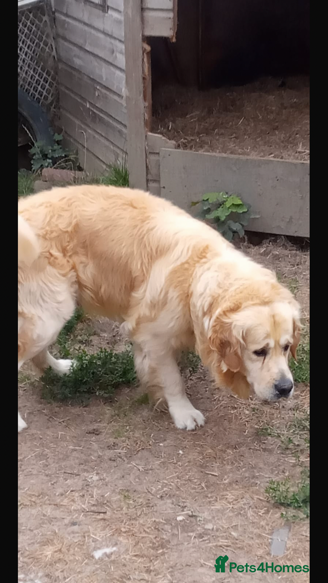 Golden Retriever dogs for sale: Show quality golden retriever puppies  - Advert 11