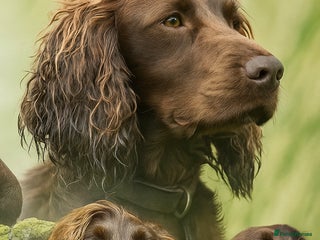 Cocker Spaniel dogs 7 working cocker spaniel puppies for sale - Advert 2