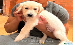 Golden Retriever dogs for sale: Adorable Golden Retriever Puppies  - Image 4