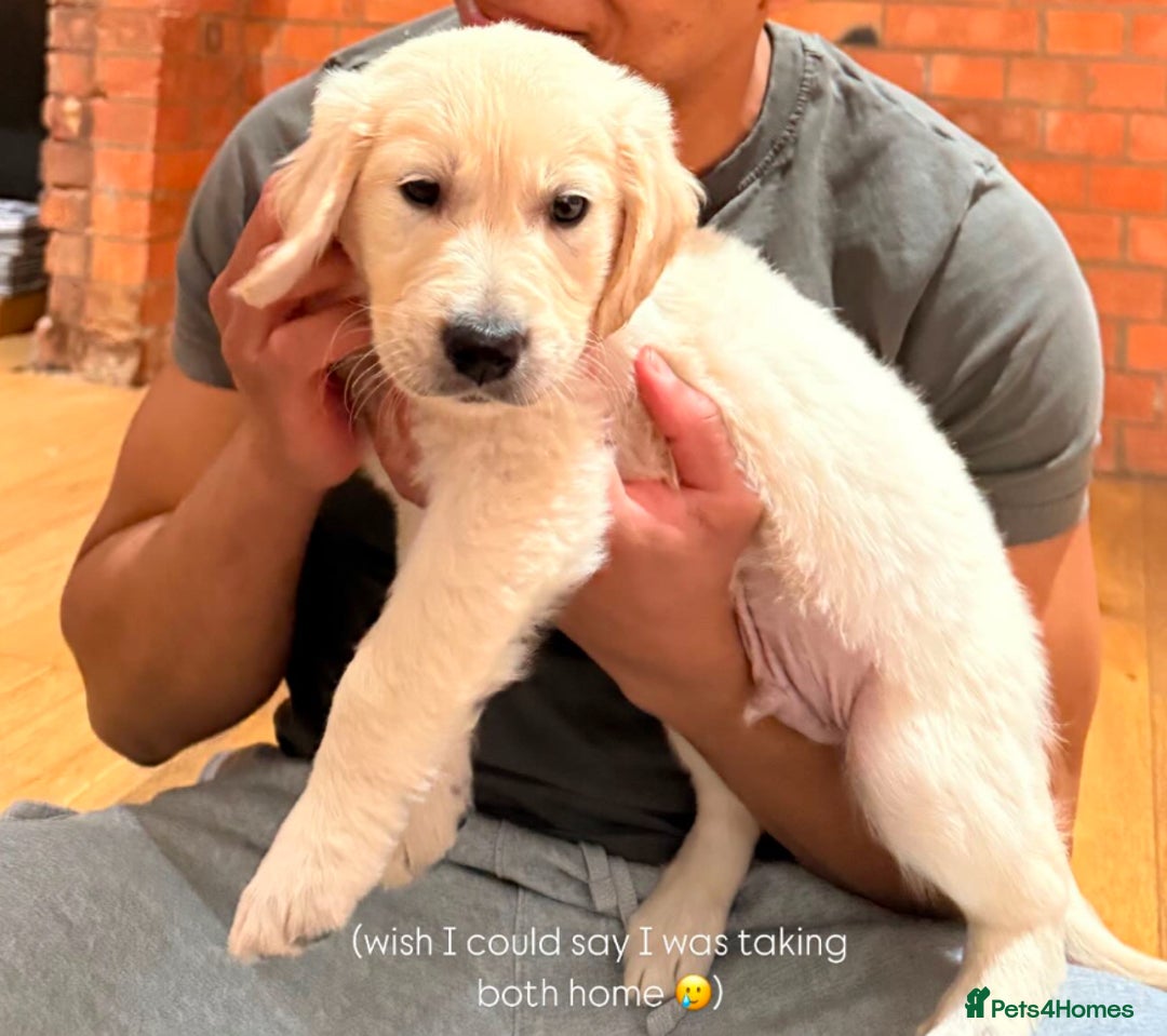 Golden Retriever dogs for sale: Adorable Golden Retriever Puppies  - Image 4