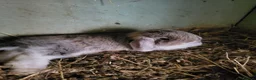 Mini Lop rabbits for sale: Mini Lop Bunnies ready to leave 2 - remaining  - Advert 17