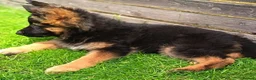 German Shepherd dogs for sale: KC Registered German Shepherd Puppy in Hitchin - Advert 5