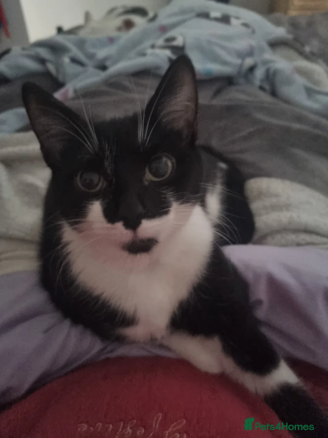 Mixed Breed cats for sale: Forever Home - Advert 3
