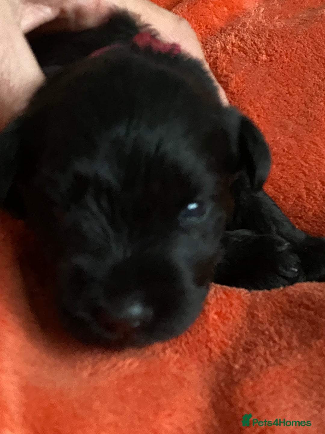 Miniature Schnauzer dogs for sale: 5*KC MINIATURE SCHNAUZER PUPPIES  - Advert 18