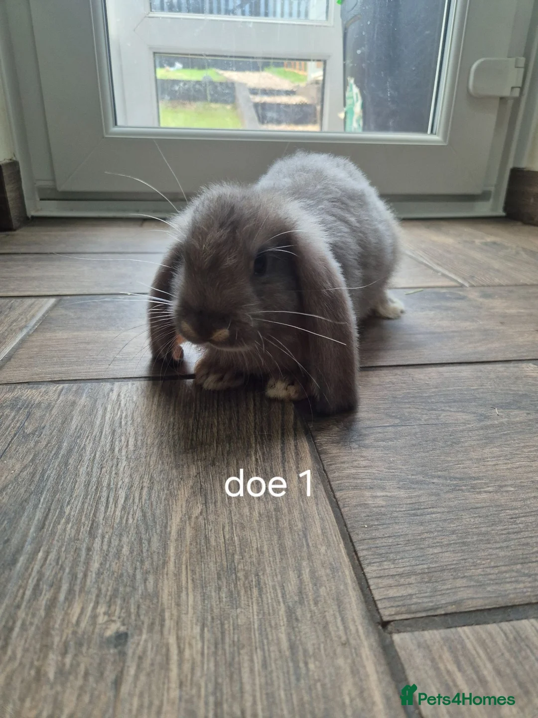 French Lop rabbits for sale: 4 beautiful French lops  - Advert 2