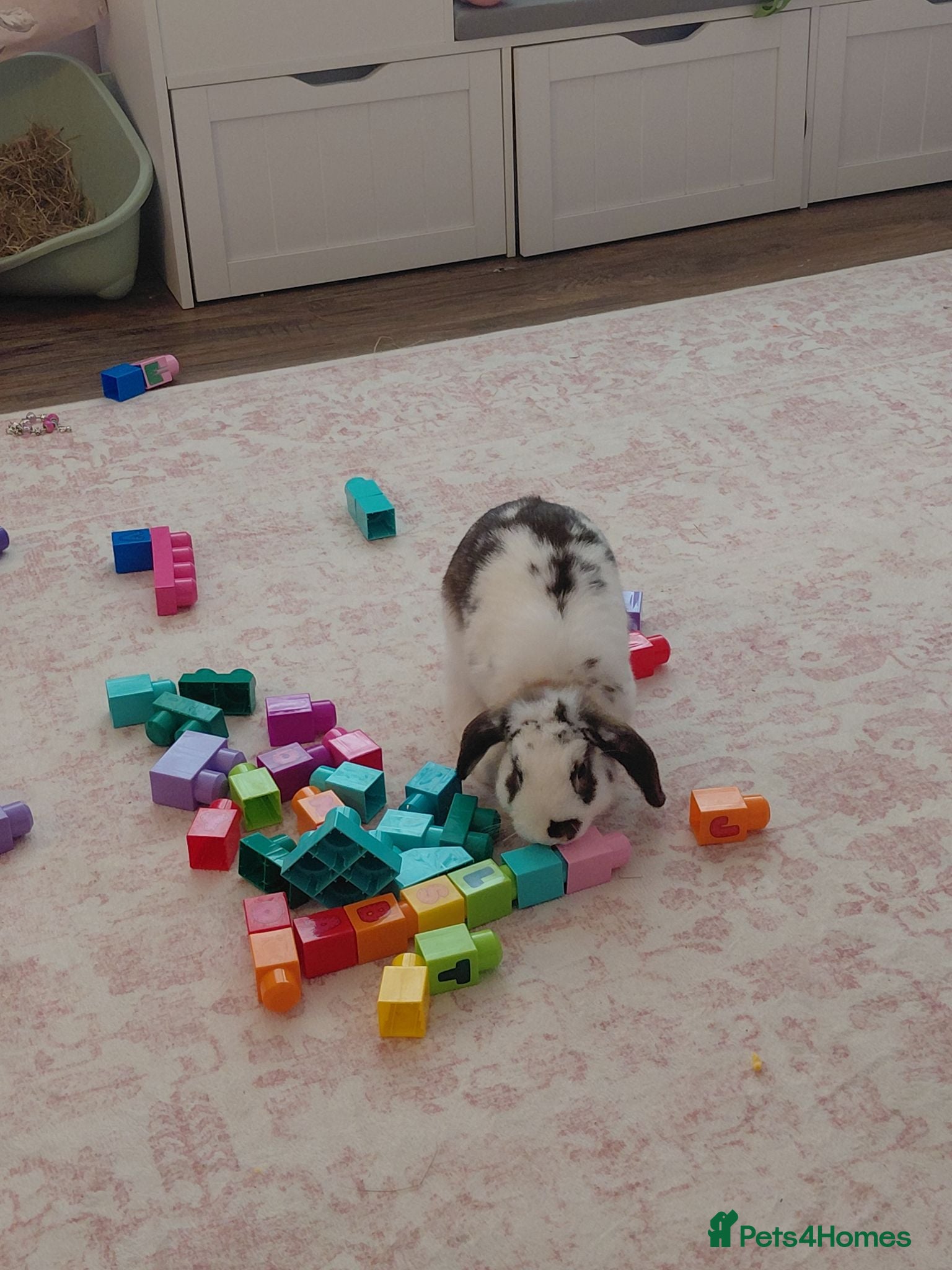 Mini Lop rabbits Mini lop  - Advert 1