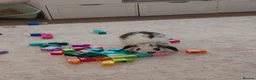 Mini Lop rabbits for sale: Mini lop  in Looe - Advert 1
