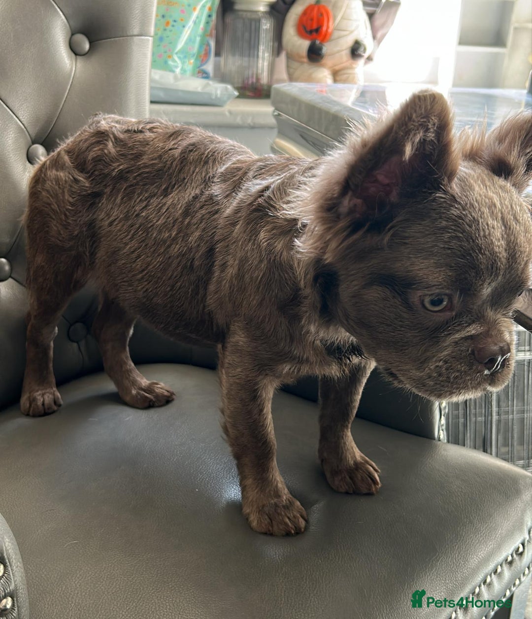 French Bulldog dogs for sale: Fluffy French female bulldog  - Image 2