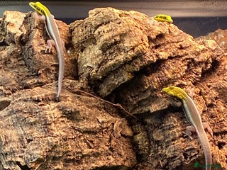 Gecko reptiles Neon Day Gecko - Advert 1