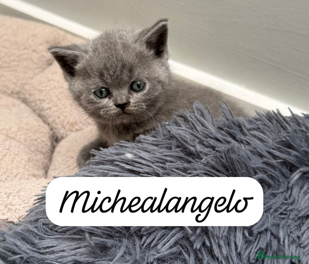 British Shorthair cats for sale: Beautiful Blue British shorthair kittens for sale - Image 21