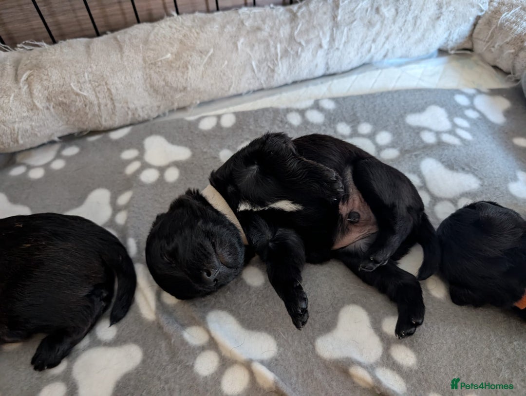 Mixed Breed dogs for sale: Beautiful Border terrier/Patterdale terrier pups - Advert 21
