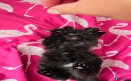 Mixed Breed cats for sale: 5 Kittens for sale - Image 16