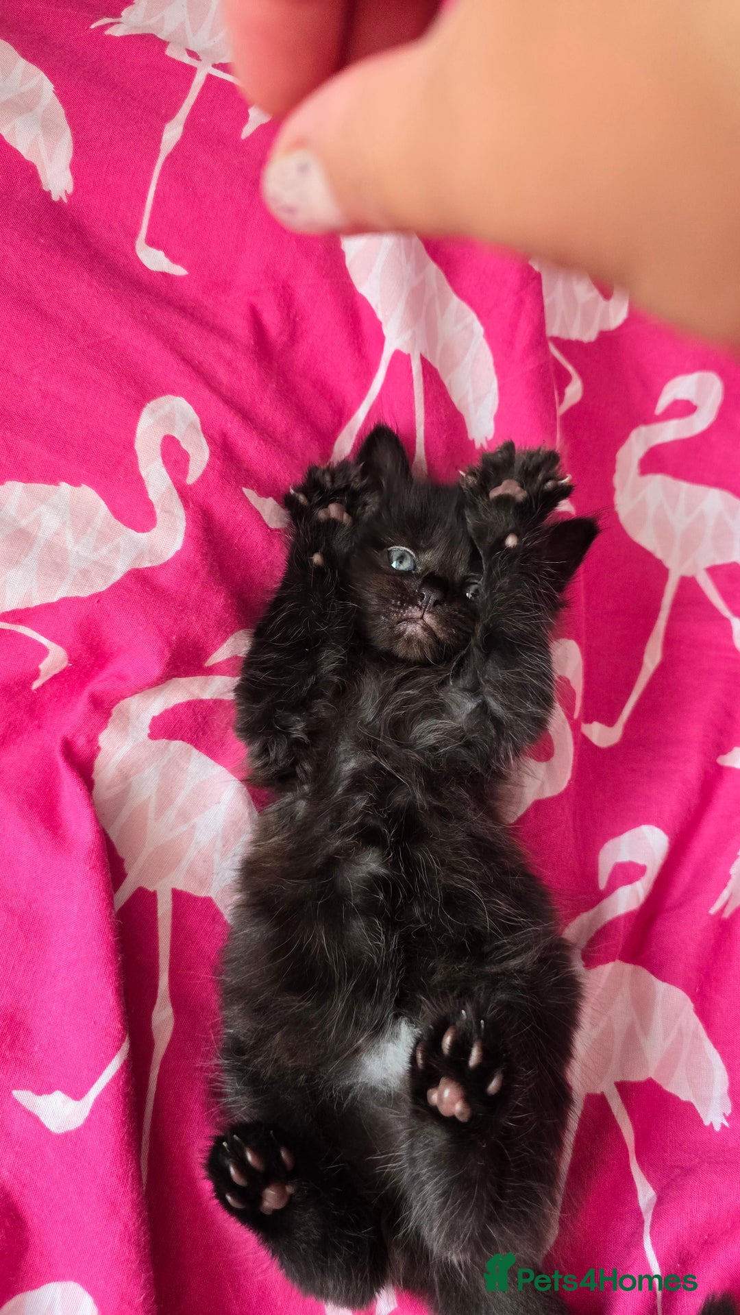 Mixed Breed cats for sale: 5 Kittens for sale - Image 16