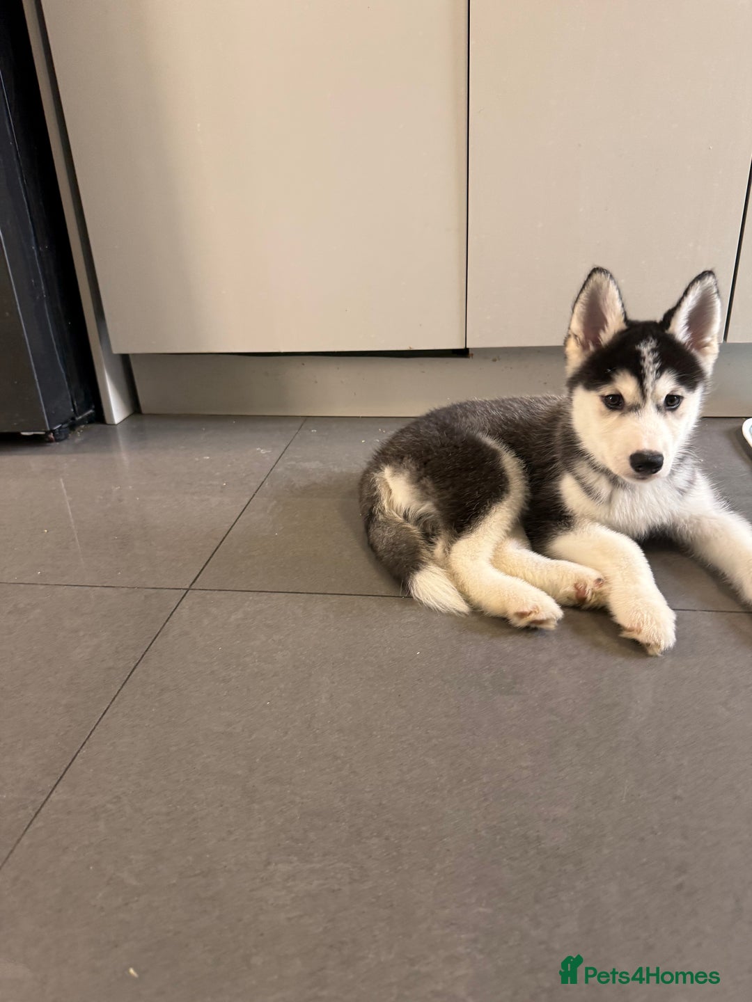 Siberian Husky dogs for sale: Beautiful Husky puppy Black and white, hazel eyes - Image 3