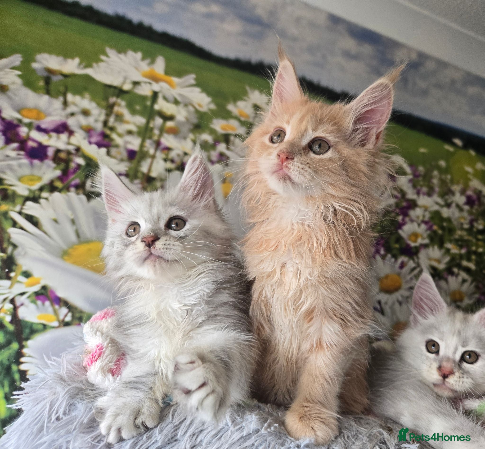 Maine Coon cats Stunning TICA Maine Coon kittens - Advert 1