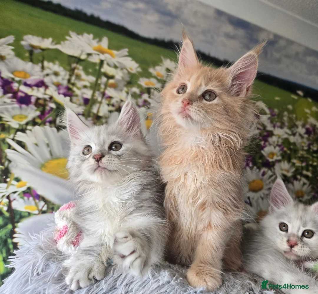 Maine Coon cats for sale: Stunning TICA Maine Coon kittens - Advert 1