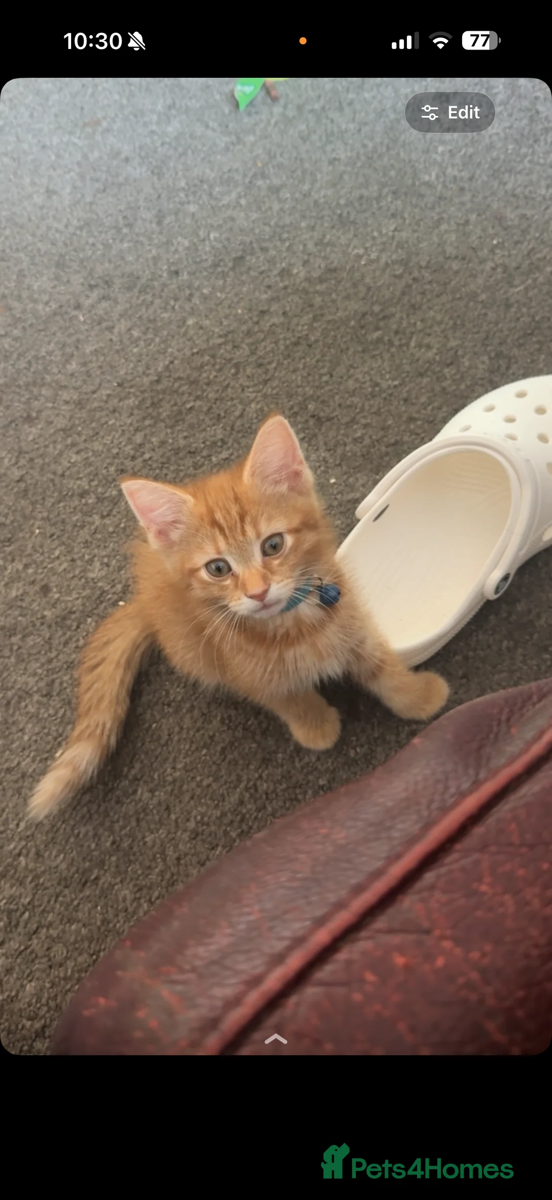 Domestic Shorthair cats for sale: 🐾 Adorable Kittens Ready for Loving Homes - Advert 2