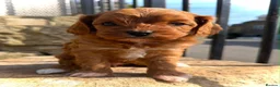 Cavapoo dogs for sale: Fox Red F1 Cavapoo’s - Advert 10