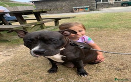 Mixed Breed dogs for sale: American bull staffs available in October  - Image 7