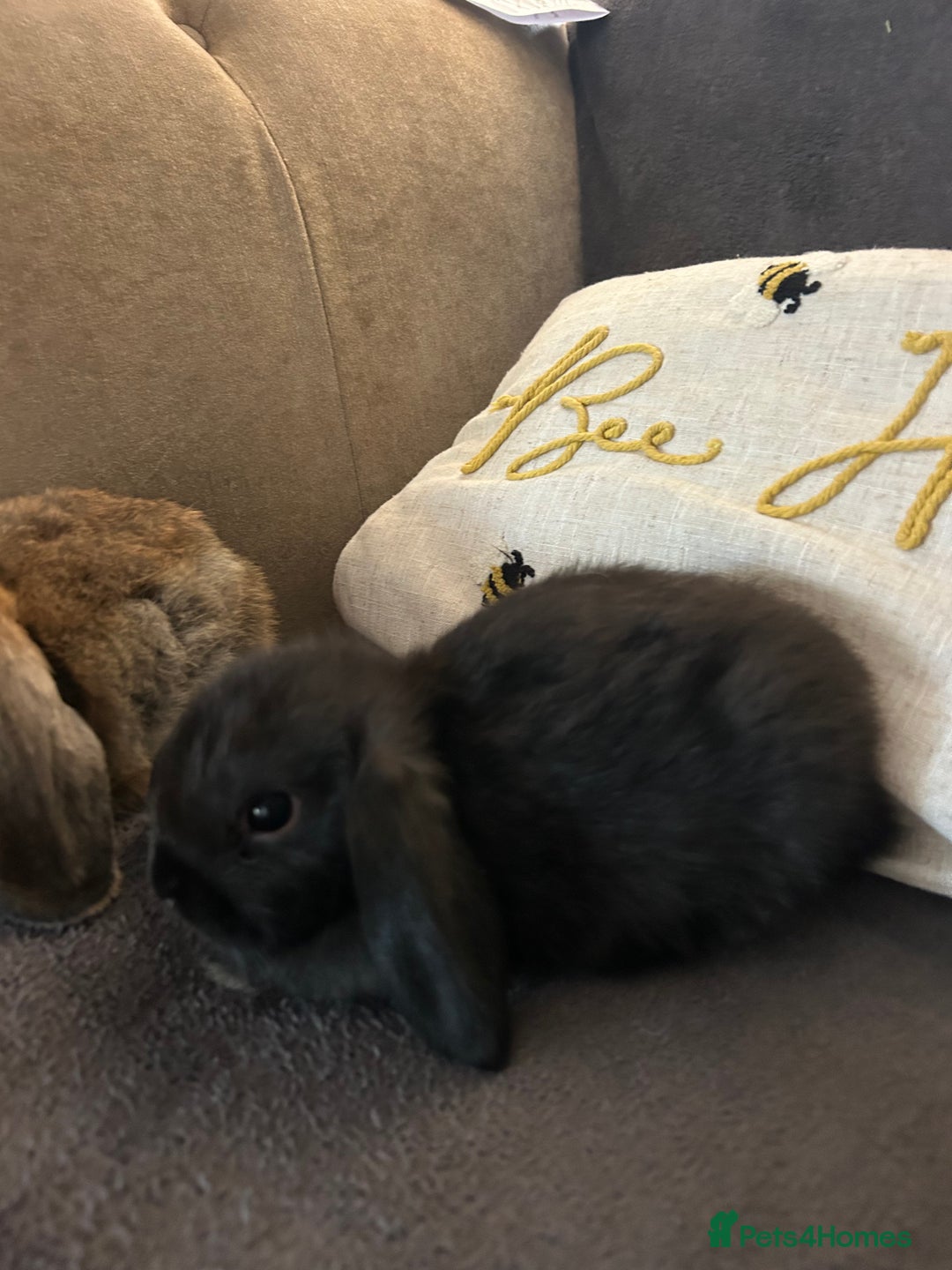 Mini Lop rabbits for sale:  Mini lop boy and girl 9 weeks old  - Image 2
