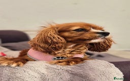 Cavalier King Charles Spaniel dogs for sale: Gorgeous Cavalier Adult Ruby Girl  - Advert 1