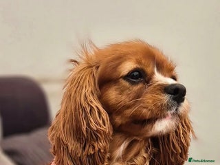 Cavalier King Charles Spaniel dogs Gorgeous Cavalier adult ruby girl - Advert 11