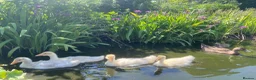 Geese poultry for sale: Stunning hand reared friendly Embden Gander - Advert 9