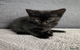 Dwelf cats for sale: no name - Image 4