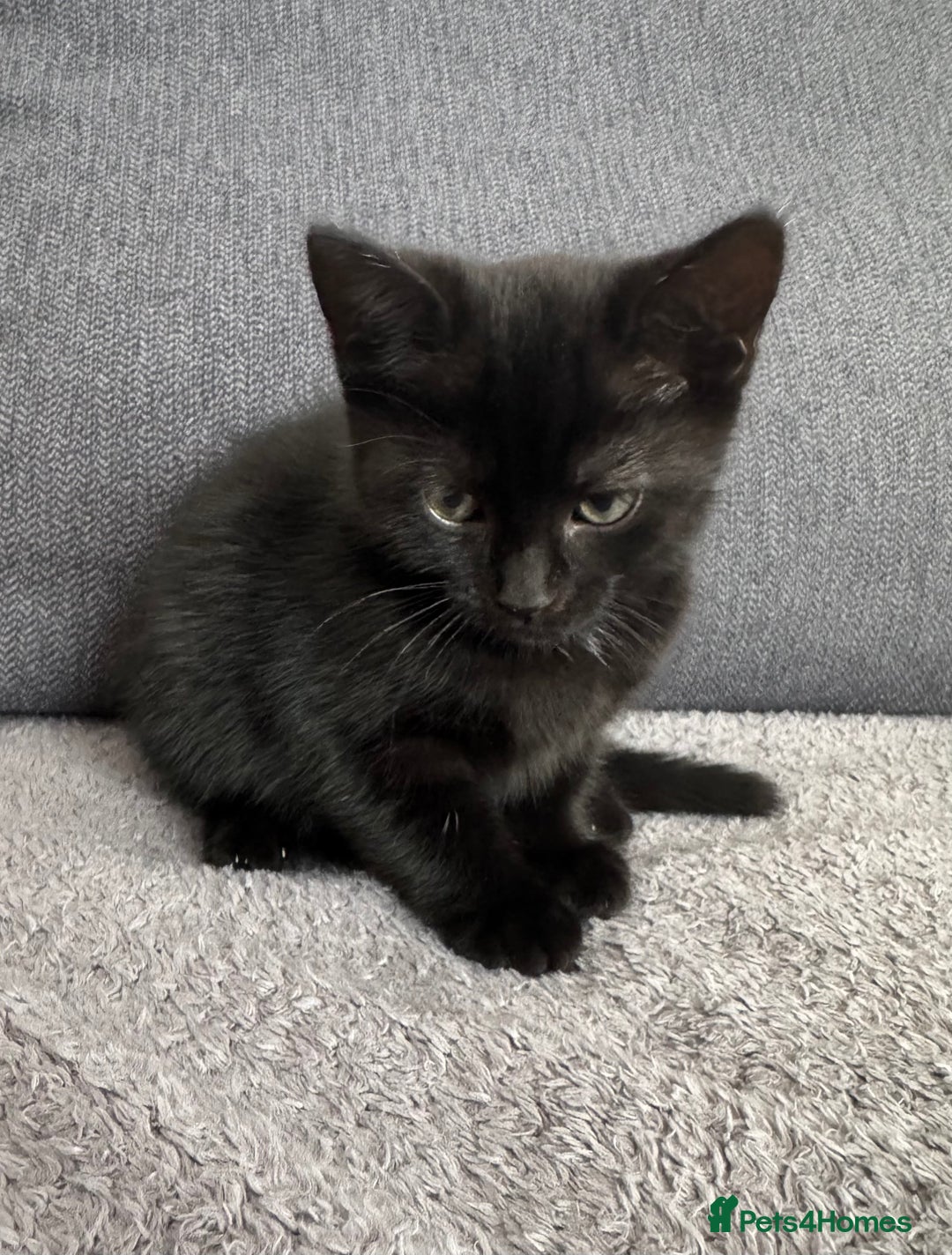 Dwelf cats for sale: no name - Image 4