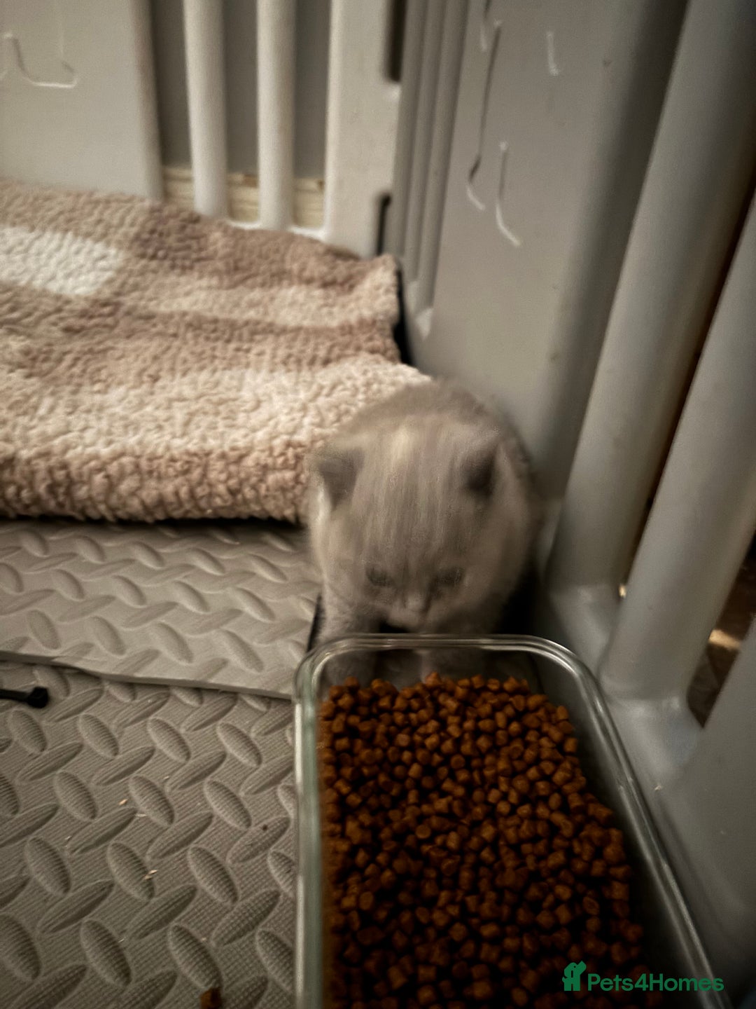 British Shorthair cats for sale: GCCF reg. BSH male and Blue cream girl  - Advert 14