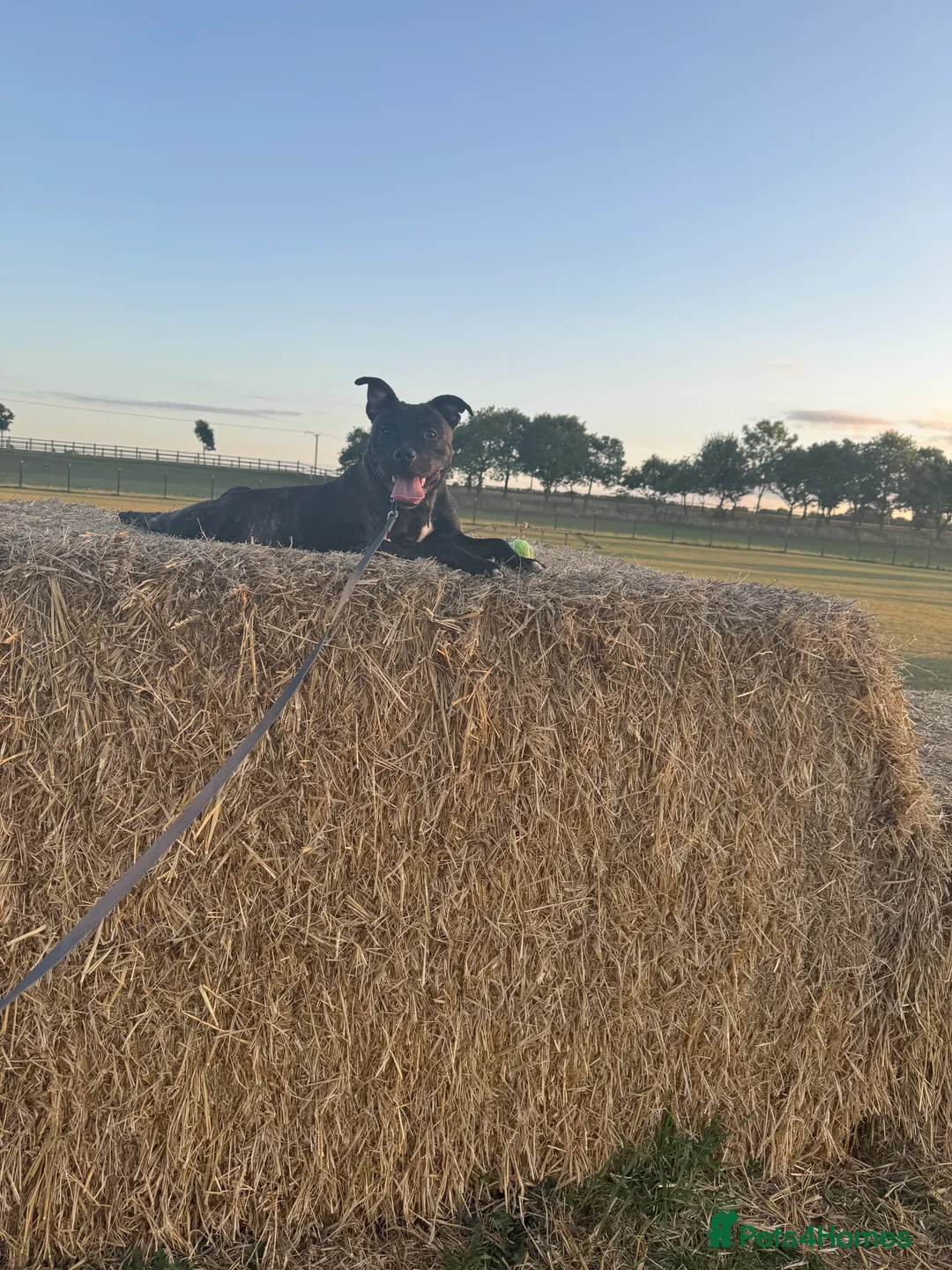 Staffordshire Bull Terrier dogs for stud: staffy for stud - Advert 9