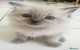 Ragdoll cats for sale: ragdoll kittens ready in 1 week  🩵💚💜 - Image 16